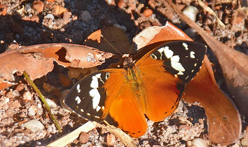 Madagascar Forest Nymph, Aterica rabena (Boisduval, 1833).Palmarium, south of Toamasina, Madagaskar d. 4 november 2018. Fotograf: Hanne Christensen