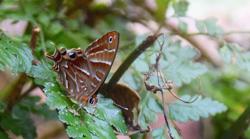 Madagascar metalmark, Saribia tepahi (Boisduval, 1833). Ranomafana National Park, Madagaskar d. 8 november 2018. Fotograf: Hanne Christensen