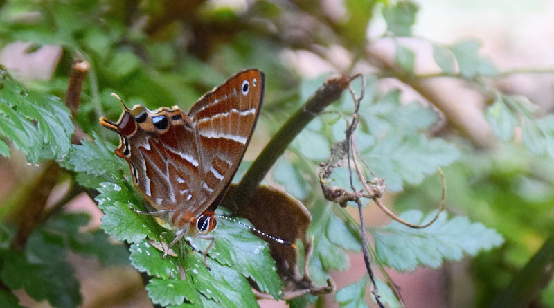 Madagascar metalmark, Saribia tepahi (Boisduval, 1833). Ranomafana National Park, Madagaskar d. 8 november 2018. Fotograf: Hanne Christensen