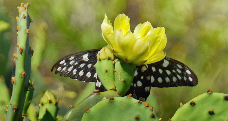 Madagaskar Kæmpesvalehale, Pharmacophagus antenor (Drury, 1773). Ifaty, Tulear, Madagaskar d. 12 november 2018. Fotograf: Hanne Christensen