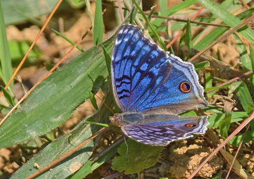 Brilliant blue, Junonia rhadama (Boisduval, 1833). Andasibe Special Reserve, Madagaskar d. 1 november 2018. Fotograf: Hanne Christensen