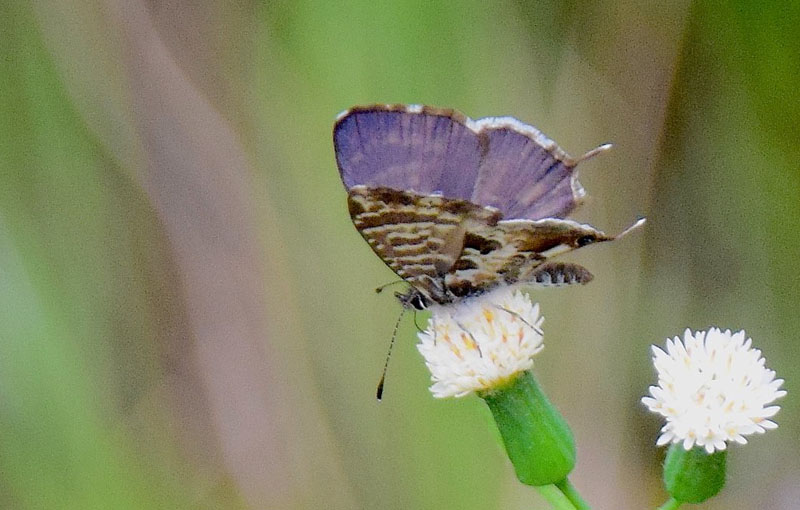  Madagaskar Bronzeblfugl, Cacyreus darius (Mabille, 1877). Isalo National Park, Madagaskar d. 10 november 2018. Fotograf: Hanne Christensen