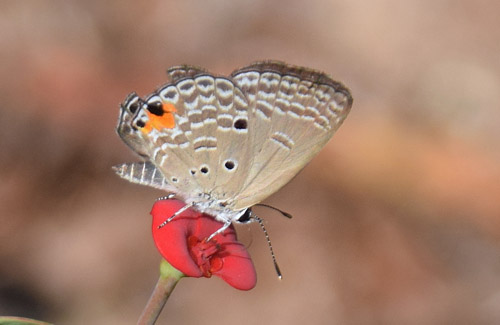 Plains Cupid or Cycad Blue, Chilades pandava (Horsfield, 1829). Palmarium, Madagaskar d. 4 november 2018. Fotograf: Hanne Christensen