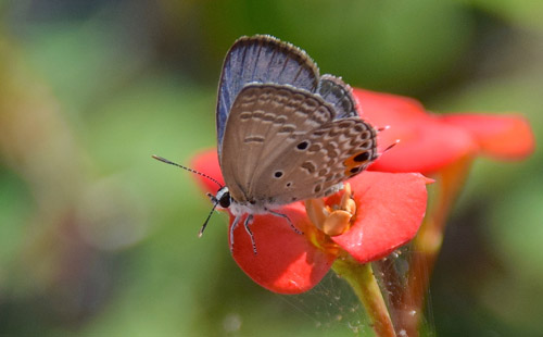 Plains Cupid or Cycad Blue, Chilades pandava (Horsfield, 1829). Palmarium, Madagaskar d. 4 november 2018. Fotograf: Hanne Christensen