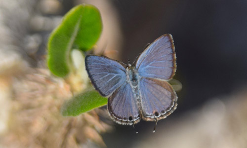Plains Cupid or Cycad Blue, Chilades pandava (Horsfield, 1829). Palmarium, Madagaskar d. 4 november 2018. Fotograf: Hanne Christensen