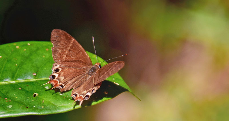 Madagascar metalmark, Saribia perroti (Riley, 1932). Ranomafana National Park, Madagaskar d. 8 november 2018. Fotograf: Hanne Christensen