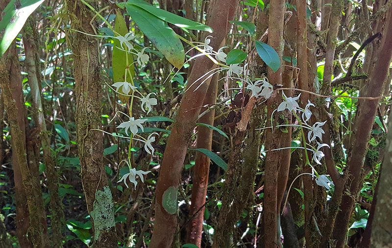 Darwins orkid, Angraecum sesquipedale. Ranomafana National Park, Madagaskar d. 18 oktober 2017. Fotograf: Hanne Christensen