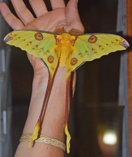 Madagaskar Mnespinder, Argema mittrei han. Ranomafana National Park, Madagaskar d. 10 november 2017. Fotograf; Hanne Christensen