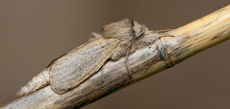 Vassborrare / Rørborer, Phragmataecia castaneae han. Öland, Sverige d. 8 Juli 2019. Fotograf; Håkan Johansson