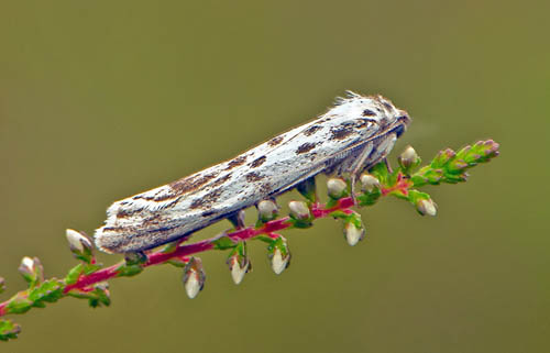 Punkthedspinnare / Plettet Hedespinder, Coscinia cribraria. Hallandsås, Sverige d. 13 Juli 2019. Fotograf; Håkan Johansson
