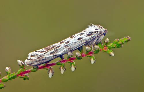 Punkthedspinnare / Plettet Hedespinder, Coscinia cribraria. Hallandss, Sverige d. 13 Juli 2019. Fotograf; Hkan Johansson