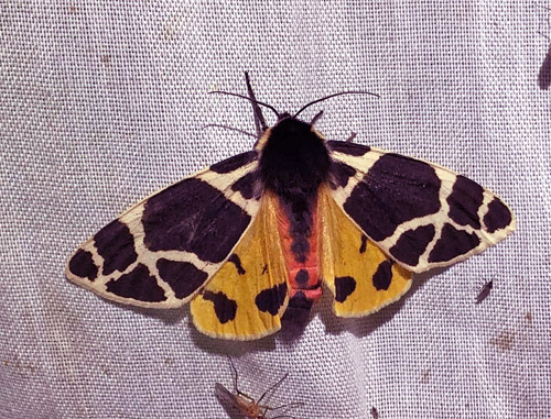 Gul Bjrnespinder, Arctia flava (Fssli, 1779).  Albula Pass 2000 m., Graubnden, Schweiz d. 2 august 2019. Fotograf; Mats Lindeborg