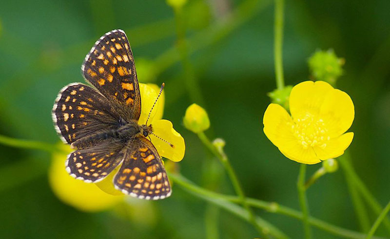 Mørk Rutevinge, Melitaea diamina. Kodal, Sandefjord kommune, Vestfold, Norge d. 26. juni. 2019. Fotograf; Odd Ketil Sæbø