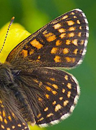 Mørk Rutevinge, Melitaea diamina. Kodal, Sandefjord kommune, Vestfold, Norge d. 26. juni. 2019. Fotograf; Odd Ketil Sæbø