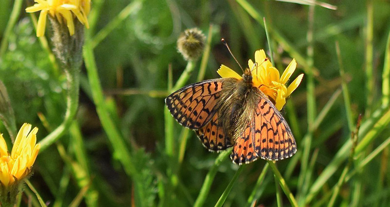 Fjeldperlemorsommerfugl, Boloria napaea hun. Flten, Oppland, Norge d. 10 juli 2019. Fotograf; Gerd Elisabeth Grini