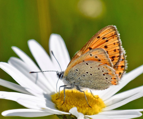 Violetrandet Ildfugl, Lycaena hippothoe ssp. stiberi hun. Flten, Oppland, Norge d. 16 juli 2018. Fotograf; Gerd Elisabeth Grini