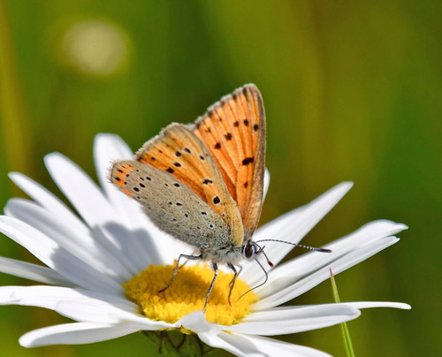 Violetrandet Ildfugl, Lycaena hippothoe ssp. stiberi hun. Flten, Oppland, Norge d. 16 juli 2018. Fotograf; Gerd Elisabeth Grini