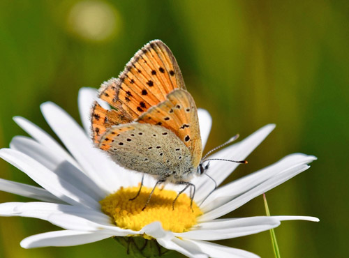 Violetrandet Ildfugl, Lycaena hippothoe ssp. stiberi hun. Flten, Oppland, Norge d. 16 juli 2018. Fotograf; Gerd Elisabeth Grini