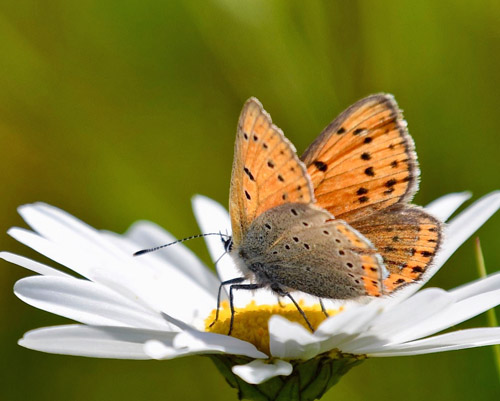 Violetrandet Ildfugl, Lycaena hippothoe ssp. stiberi hun. Flten, Oppland, Norge d. 16 juli 2018. Fotograf; Gerd Elisabeth Grini