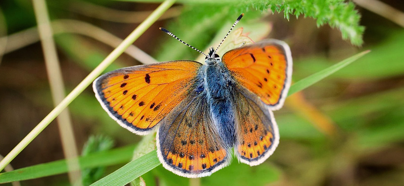 Violetrandet Ildfugl, Lycaena hippothoe ssp. stiberi hun. Flten, Oppland, Norge d. 16 juli 2018. Fotograf; Gerd Elisabeth Grini