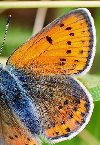 Violetrandet Ildfugl, Lycaena hippothoe ssp. stiberi hun. Flten, Oppland, Norge d. 16 juli 2018. Fotograf; Gerd Elisabeth Grini