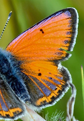 Violetrandet Ildfugl, Lycaena hippothoe ssp. stiberi han. Flten, Oppland, Norge d. 22 juli 2018. Fotograf; Gerd Elisabeth Grini