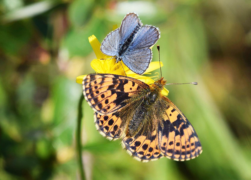 Foranderlig Blfugl, Plebejus idas han og Fjeldperlemorsommerfugl, Boloria napaea hun. Flten, Oppland, Norge d. 3 august  2019. Fotograf; Gerd Elisabeth Grini