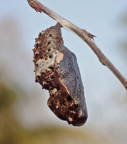 Slvkpe, Issoria lathonia puppe. Hvalstad, Akershus, Norge d. 11 april 2019. Fotograf; Hans Chr. Rgler