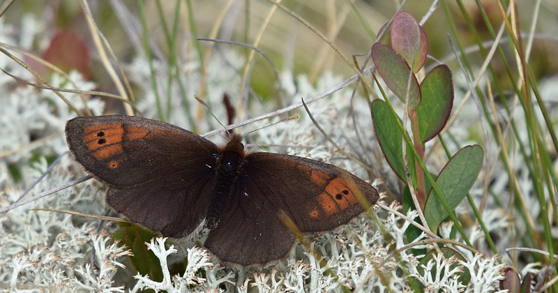 Bjergrandje, Erebia pandrose. Flten, Oppland, Norge d. 24 juni 2019. Fotograf; Gerd Elisabeth Grini