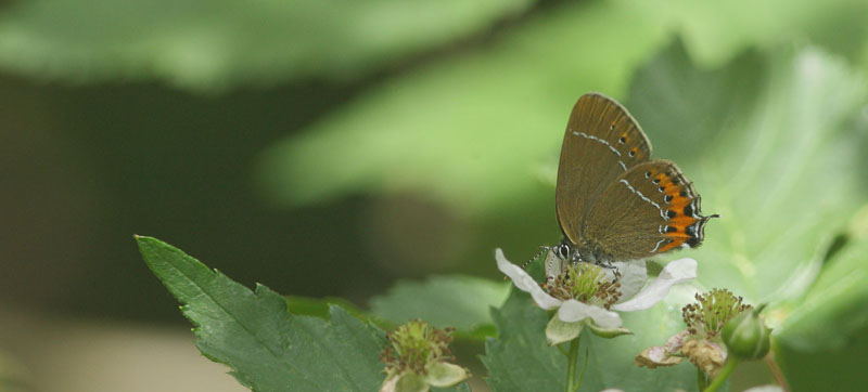 Slensommerfugl, Satyrium pruni. varps flad, fuktngen, Skne, Sverige d. 24 juni 2019. Fotograf; Regitze Enoksen