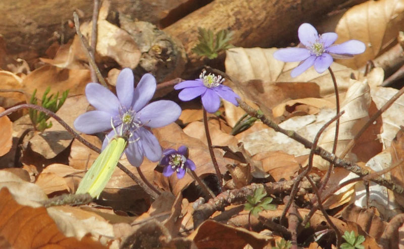 Citronsommerfugl han p Bl Anemone Anemone. Sjarp, Blekinge d. 29 marts 2019. Fotograf; Lars Andersen