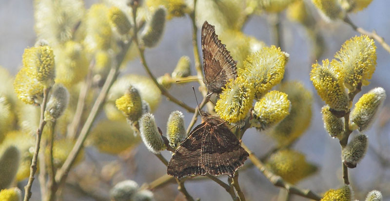 stlig Takvinge, Nymphalis xanthomelas han og Kirsebrtakvinge, Nymphalis polychloros han. Sjarp - Nsssjn, Brkne-Hoby, Blekinge, Sverige d. 29 marts 2019. Fotograf; Lars Andersen