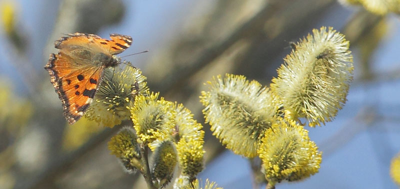 Kirsebrtakvinge, Nymphalis polychloros han. Sjarp - Nsssjn, Brkne-Hoby, Blekinge, Sverige d. 29 marts 2019. Fotograf; Lars Andersen