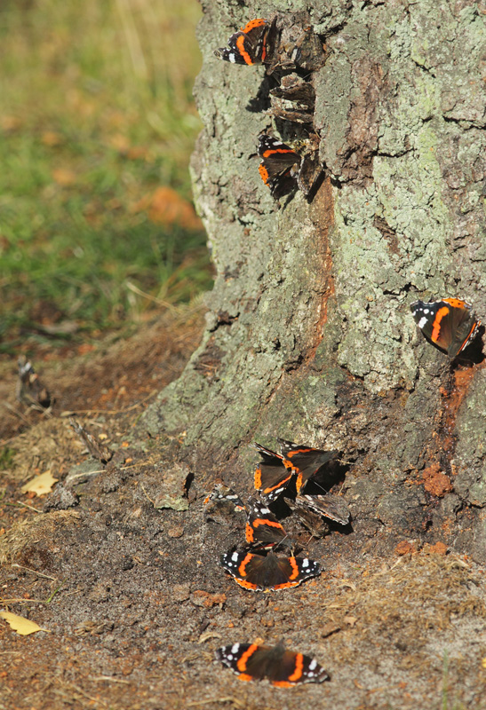 Admiral,Vanessa atalanta. Ljungen, Falsterbo, Skne, Sverige d. 22 september 2019. Fotograf; Lars Andersen