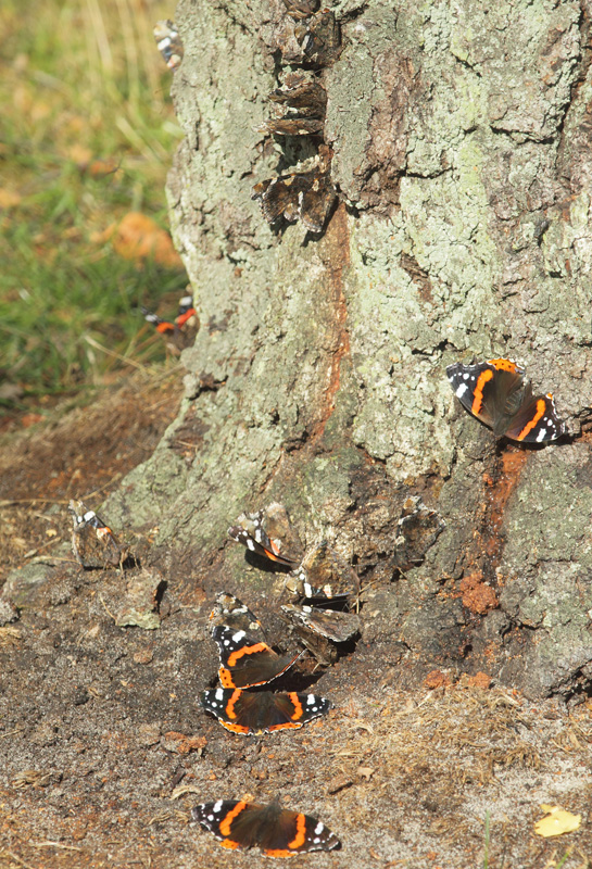 Admiral,Vanessa atalanta. Ljungen, Falsterbo, Skne, Sverige d. 22 september 2019. Fotograf; Lars Andersen