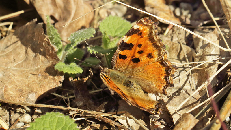 Kirsebrtakvinge, Nymphalis polychloros hun. Sjarp - Nsssjn, Brkne-Hoby, Blekinge, Sverige d. 23 april 2019. Fotograf; Henrik S. Larsen