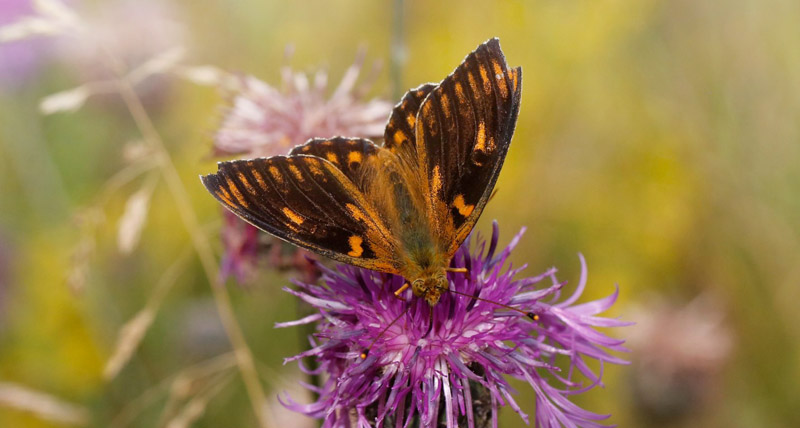 Markperlemorsommerfugl, Speyeria aglaja han. Bckebo, Smland,Sverigeie d. 16 juli 2019. Fotograf; Ole Andersen