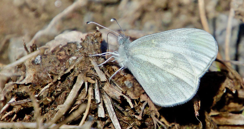 Skovhvidvinge, Leptidea sinapis. Lokalitet nord for Nssjn, Blekinge, Sverige. d. 21 april 2019. Fotograf: Janne Svantesson