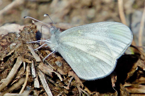 Enghvidvinge, Leptidea juvernica. Lokalitet nord for Nssjn, Blekinge, Sverige. d. 21 april 2019. Fotograf: Janne Svantesson