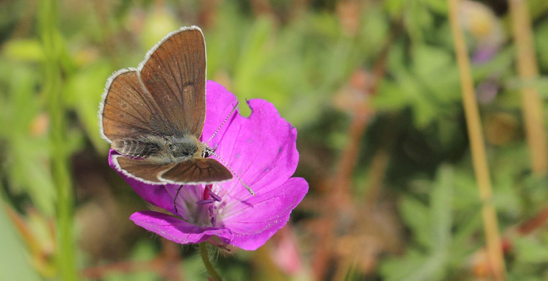 Engblfugl, Cyaniris semiargus hun. Lderup Strandbad, Skne, Sverige d. 19 juni 2019. Fotograf; Lars Andersen