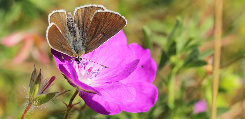 Engblfugl, Cyaniris semiargus hun. Lderup Strandbad, Skne, Sverige d. 19 juni 2019. Fotograf; Lars Andersen