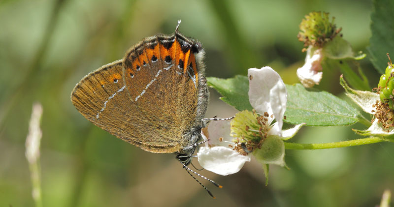 Slensommerfugl, Satyrium pruni. varps flad, fuktngen, Skne, Sverige d. 24 juni 2019. Fotograf; Regitze Enoksen