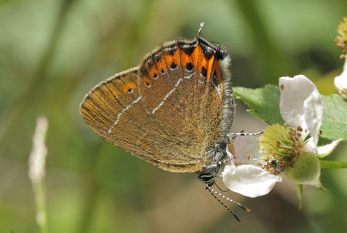 Slensommerfugl, Satyrium pruni. varps flad, fuktngen, Skne, Sverige d. 24 juni 2019. Fotograf; Regitze Enoksen