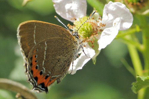 Slensommerfugl, Satyrium pruni. varps flad, fuktngen, Skne, Sverige d. 24 juni 2019. Fotograf; Lars Andersen