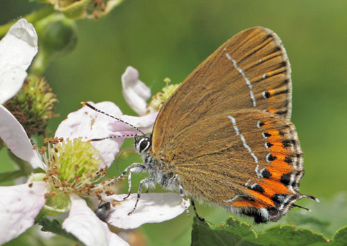 Slensommerfugl, Satyrium pruni. varps flad, fuktngen, Skne, Sverige d. 24 juni 2019. Fotograf; Lars Andersen