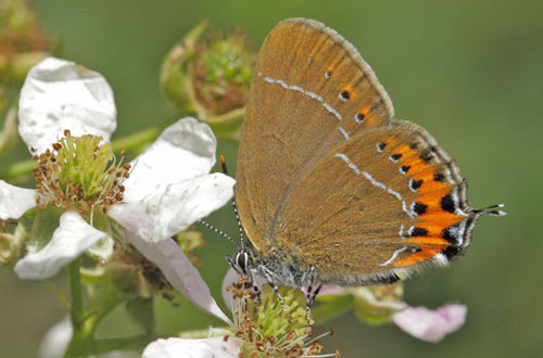 Slensommerfugl, Satyrium pruni. varps flad, fuktngen, Skne, Sverige d. 24 juni 2019. Fotograf; Lars Andersen