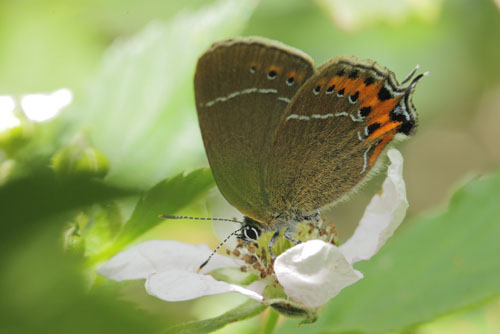 Slensommerfugl, Satyrium pruni. varps flad, fuktngen, Skne, Sverige d. 24 juni 2019. Fotograf; Regitze Enoksen