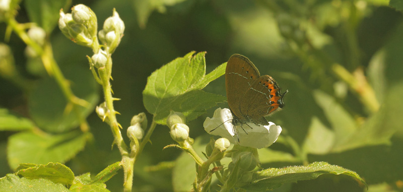 Slensommerfugl, Satyrium pruni. varps flad, fuktngen, Skne, Sverige d. 28  juni 2019. Fotograf; Lars Andersen