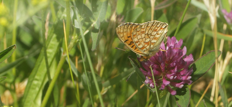 Klitperlemorsommerfugl, Fabriciana niobe. Dalby, Skne, Sverige d. 28 juni 2019. Fotograf; Lars Andersen