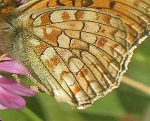 Klitperlemorsommerfugl, Fabriciana niobe. Dalby, Skne, Sverige d. 28 juni 2019. Fotograf; Lars Andersen